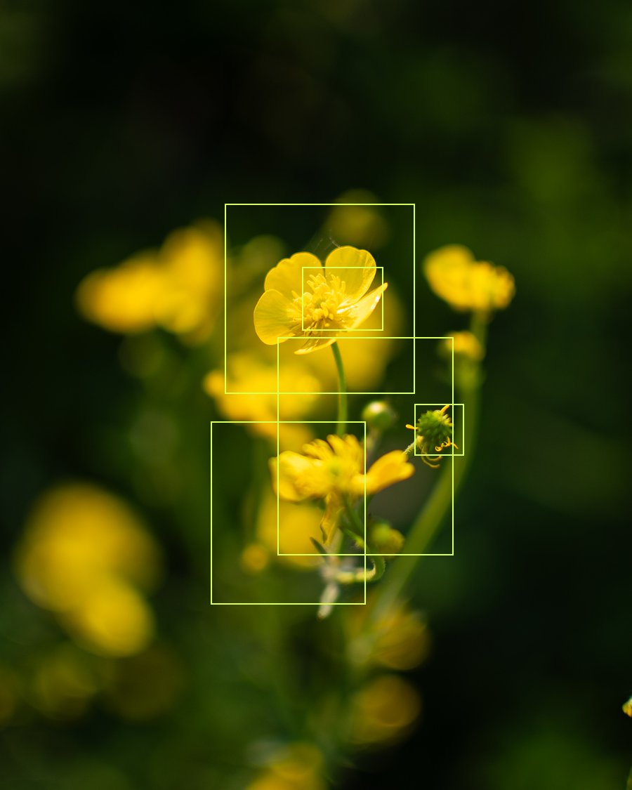 Renoncules jaunes dans la verdure, traitement graphique à pastilles lichen